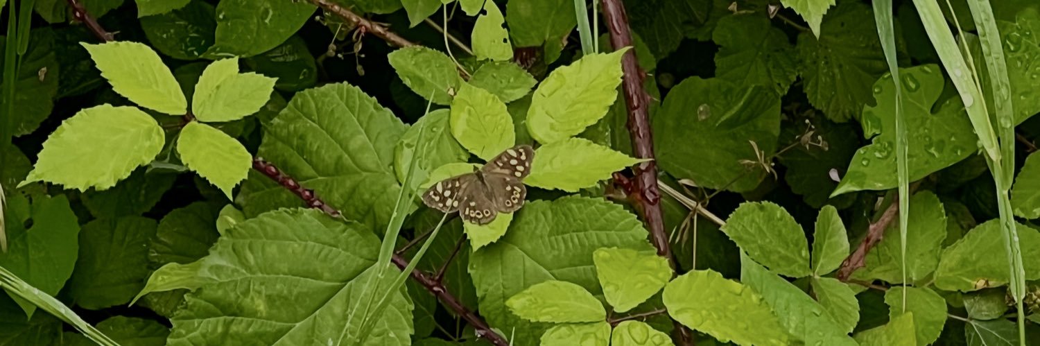 R ✧₊˚ ⊹ banner