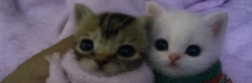 cool_nyang_2's profile banner image