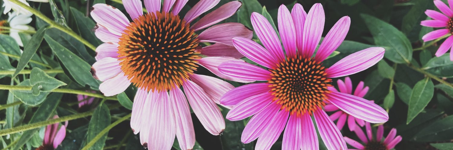 amberkeimig's profile banner image
