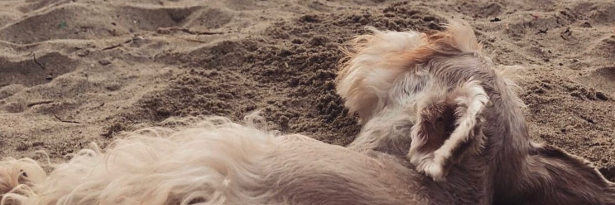 nataliasolanog's profile banner image