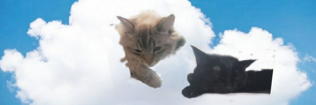 me0wren's profile banner image