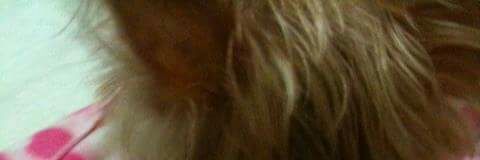 vitorh's profile banner image
