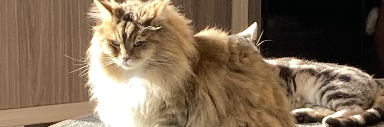 サブチョコ banner