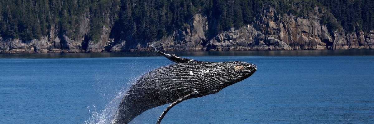 NGOMundoAzul's profile banner image