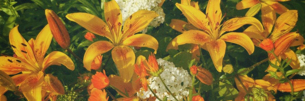 osclario's profile banner image