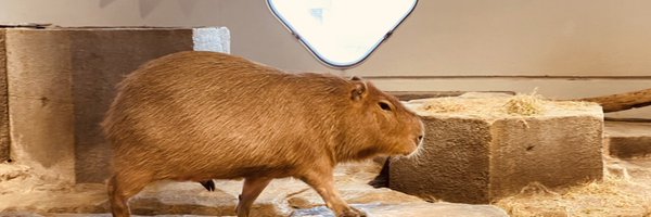 stanabe Profile Banner
