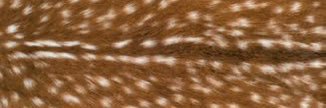 alastor banner