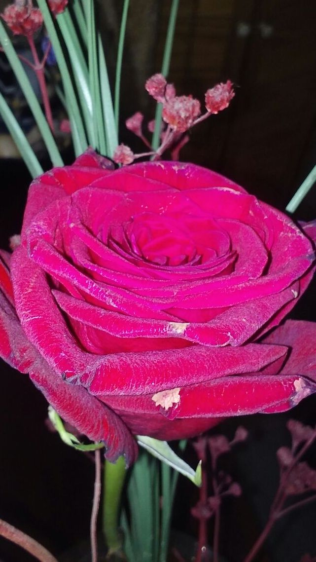 FlorDerhagopian's profile banner image