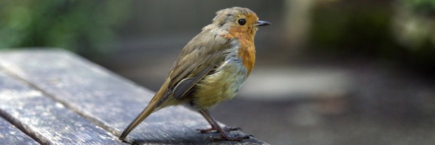 Birds Flutter banner