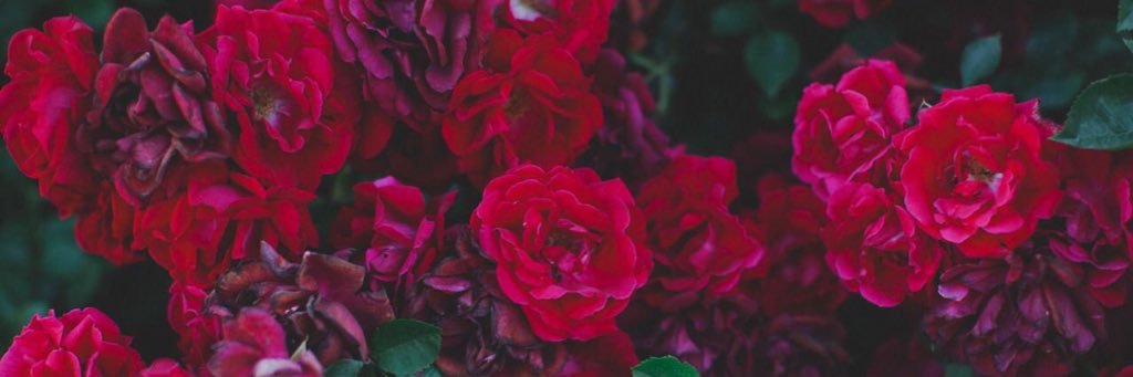 tania_m97's profile banner image