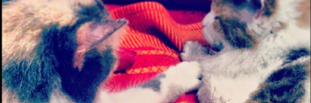 Fer Jara banner
