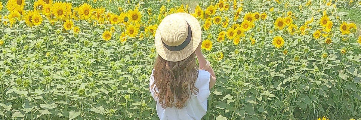 RibbonSunflower's profile banner image