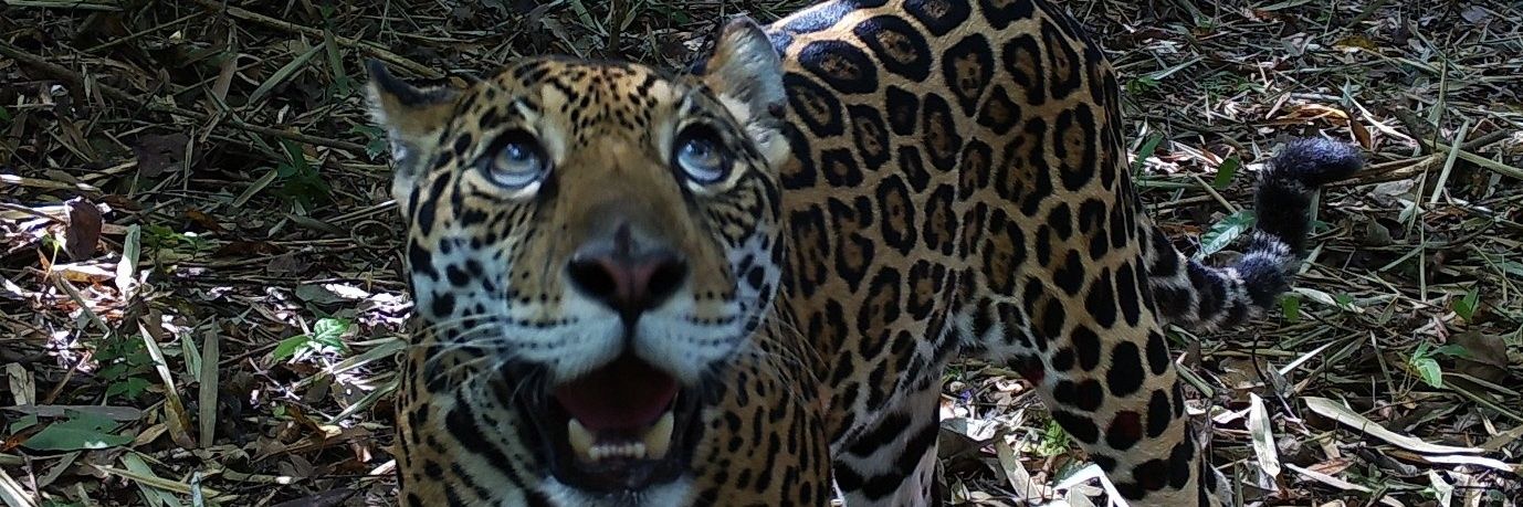 midsummer knight banner