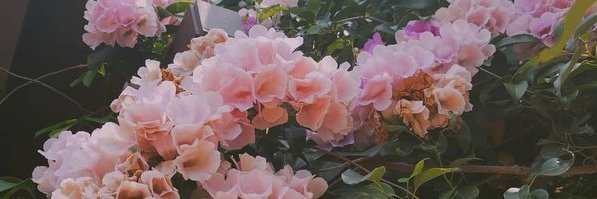璃梨 banner