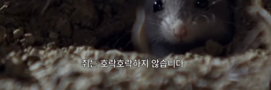 🐹ྀི banner