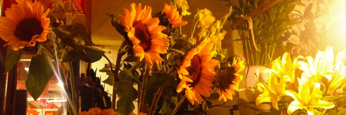 🪻🌻 𝑿el─ .✦ banner
