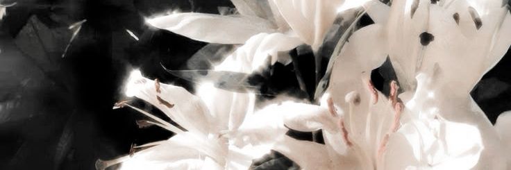 비안 banner