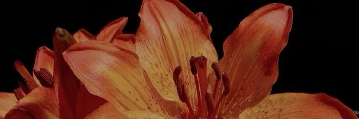 red fruit ☆ banner