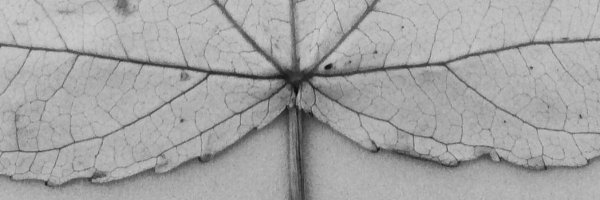 tanadeo Profile Banner