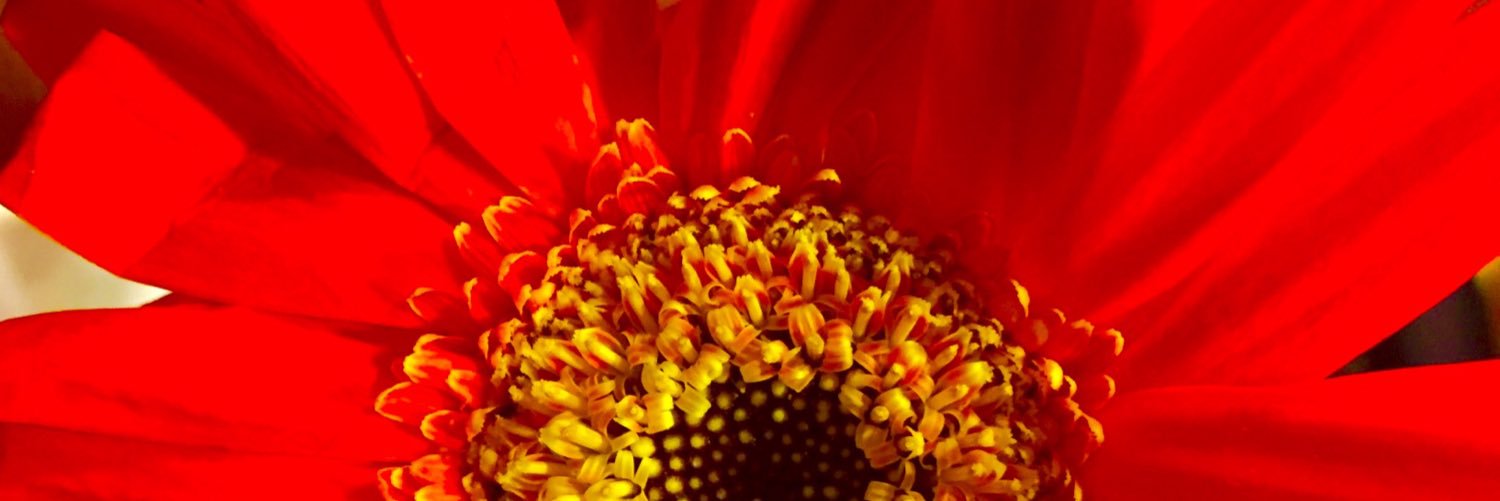 silviamah's profile banner image