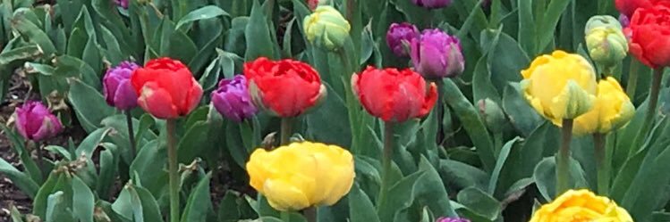 Maureen Hartman banner