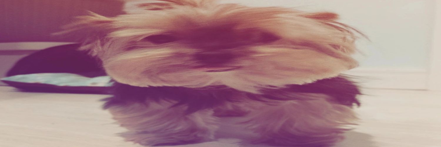 alie buticos banner