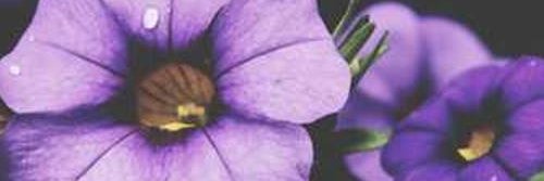 culjyfl20749's profile banner image