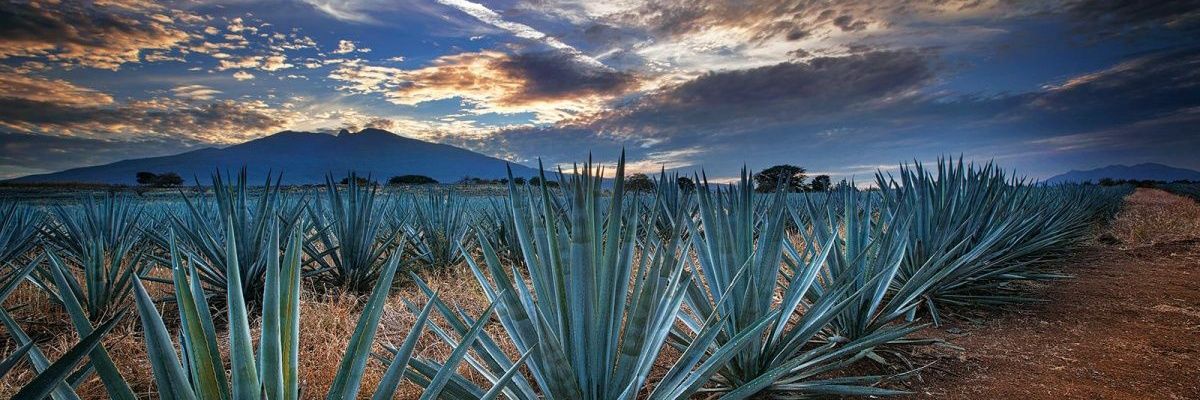 ccervantes85's profile banner image