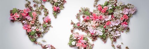 Areej banner