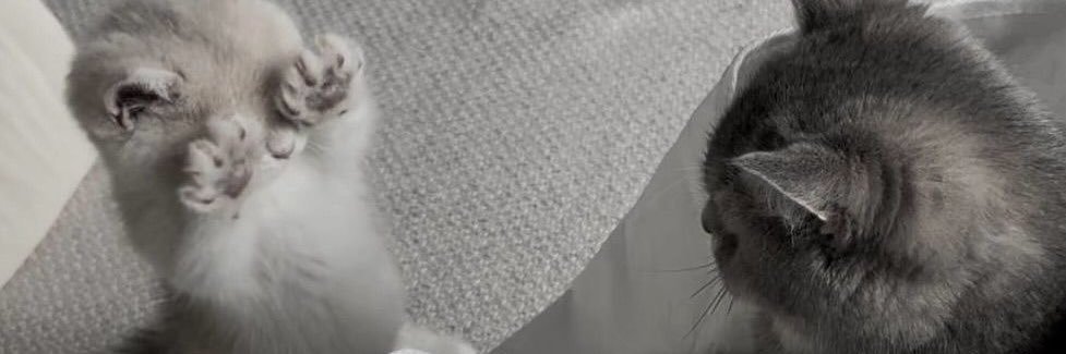 ᨐ banner