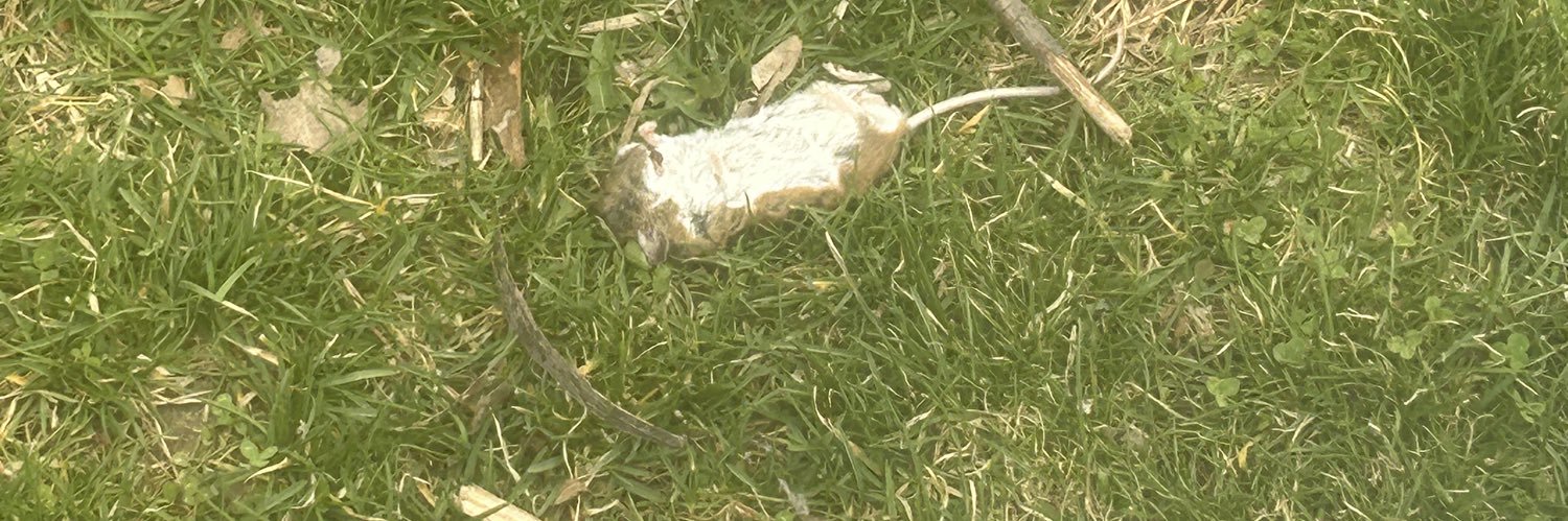 Jamie " Mad Tart" Mulligan banner