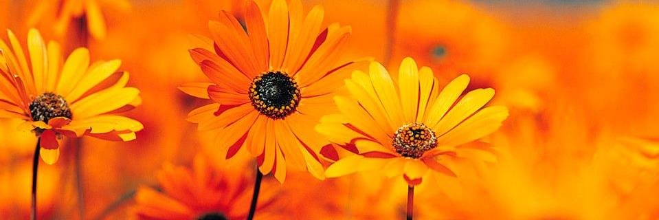 thomaslange79's profile banner image