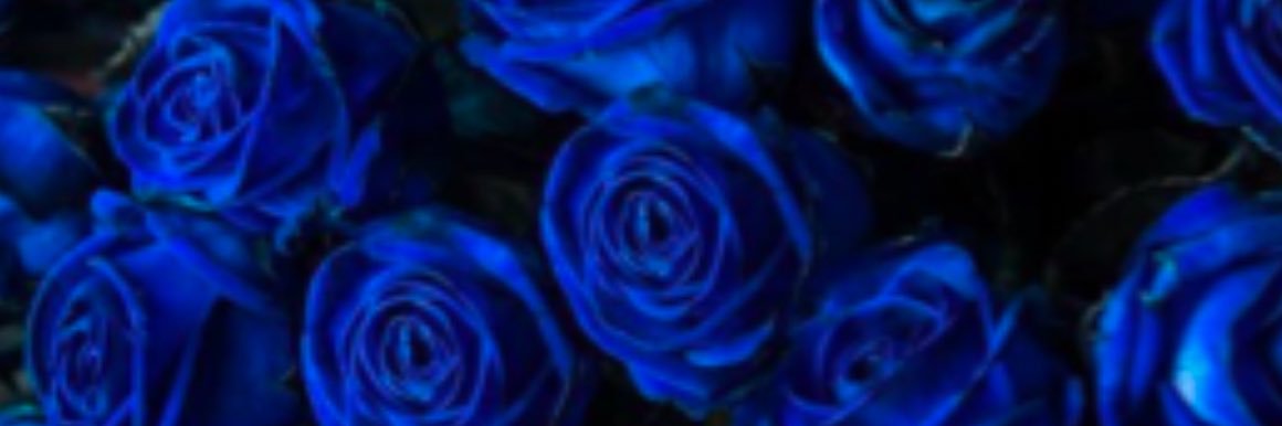 Rbipfh's profile banner image