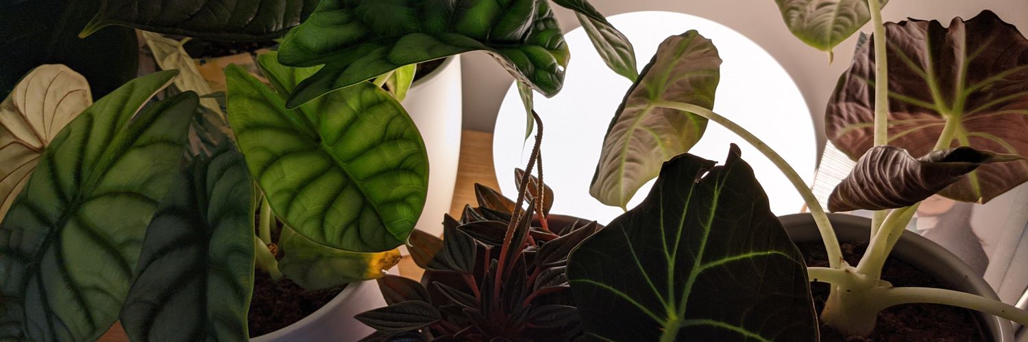 Amanda Burton banner