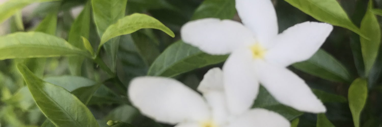 mprzla's profile banner image