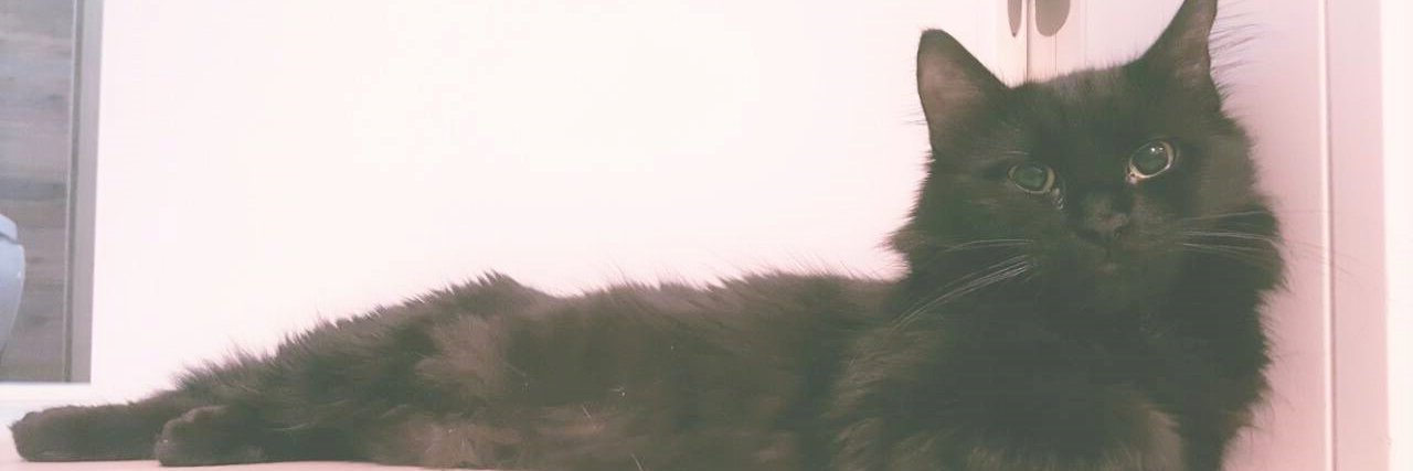 themasha's profile banner image