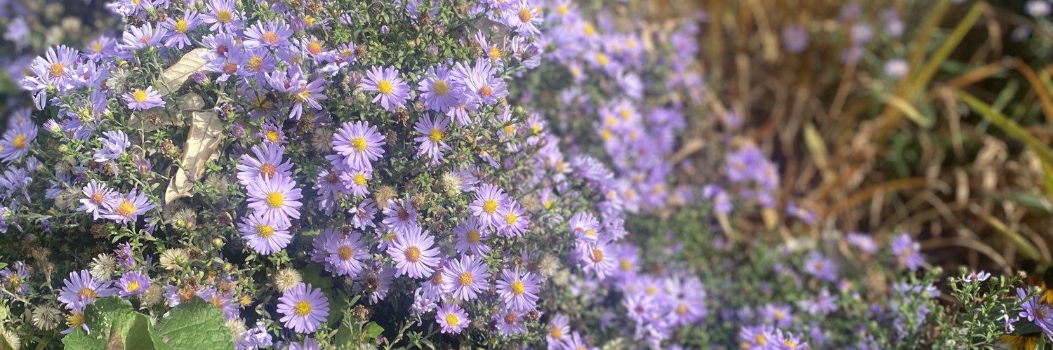 Valerie Brandes banner