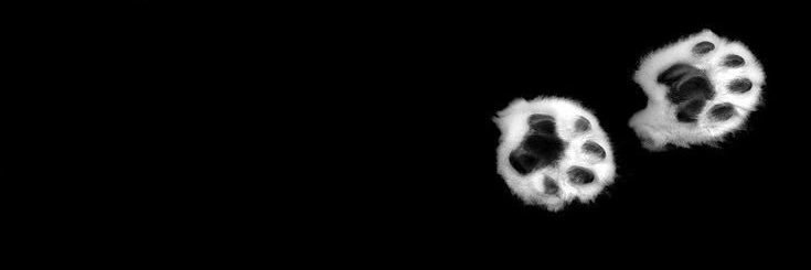 bealoura's profile banner image