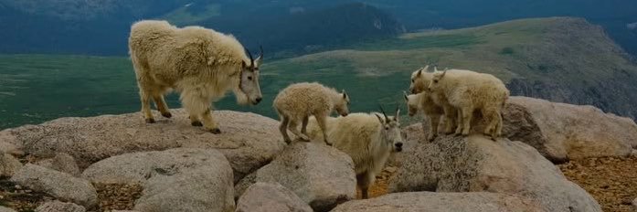 artiodactylss's profile banner image