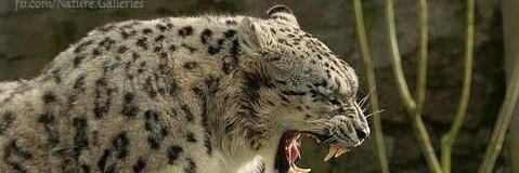 Mr Racks Leopard banner