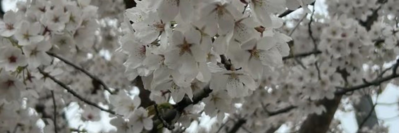 ava banner