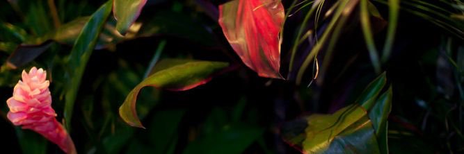 z | findom (he) banner