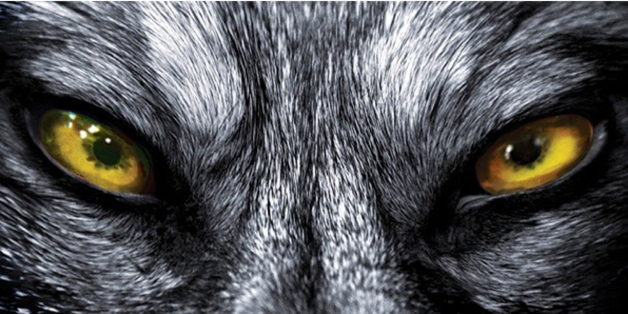 Team_MAXIMUS's profile banner image