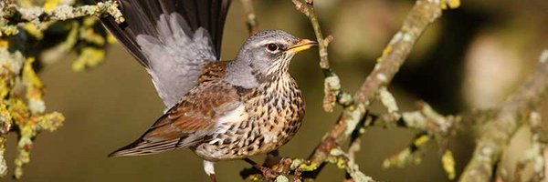 BirdSpotUK Profile Banner