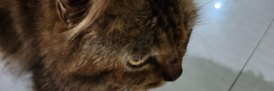 Ailchuy MABA 2026 UTBK WANSUT💙💐 banner