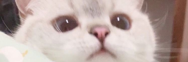 OSUSUMECAT's profile banner image