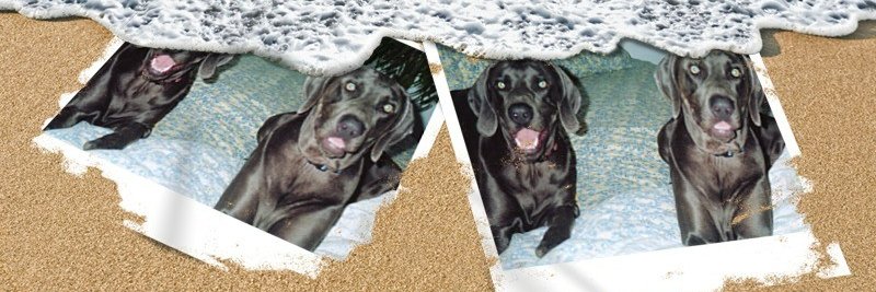 WeimMom banner