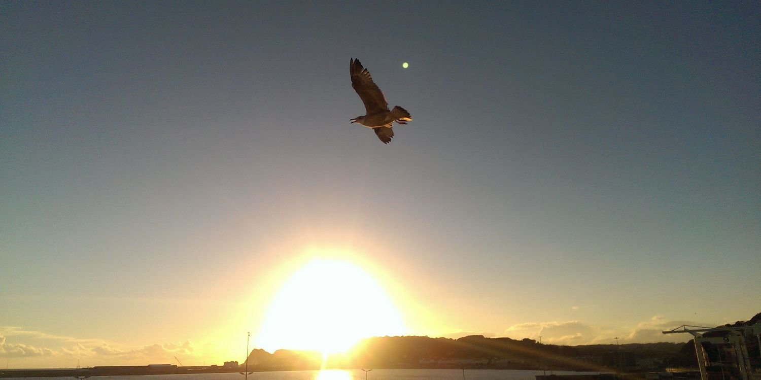 Charlotte Jarega banner