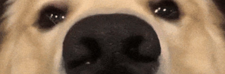 Joey - Back Up banner