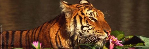 _nycmin Profile Banner